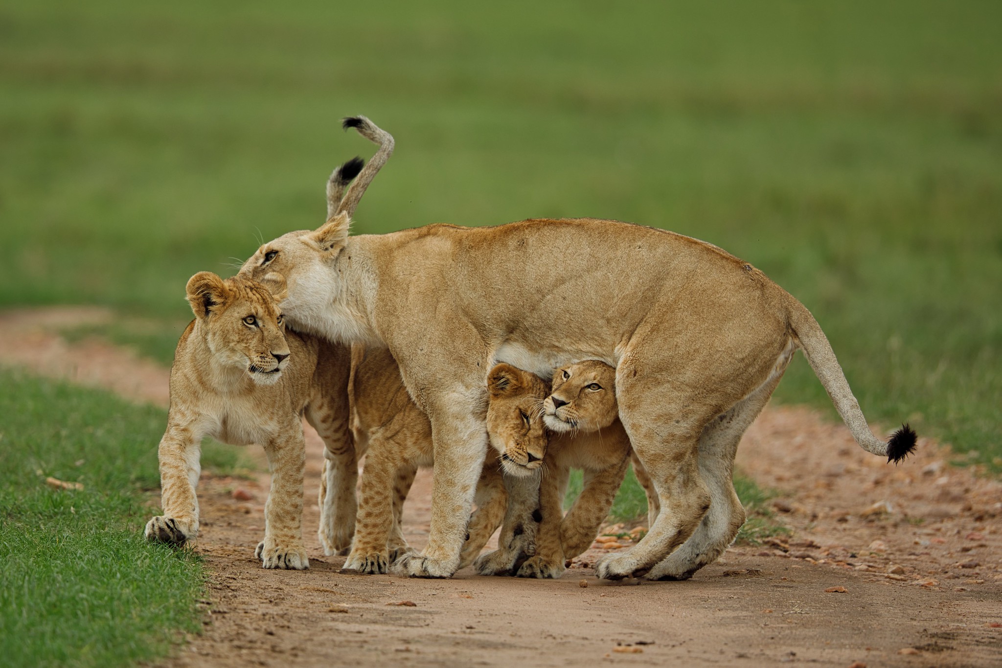 Lion with cubs - Masai Mara