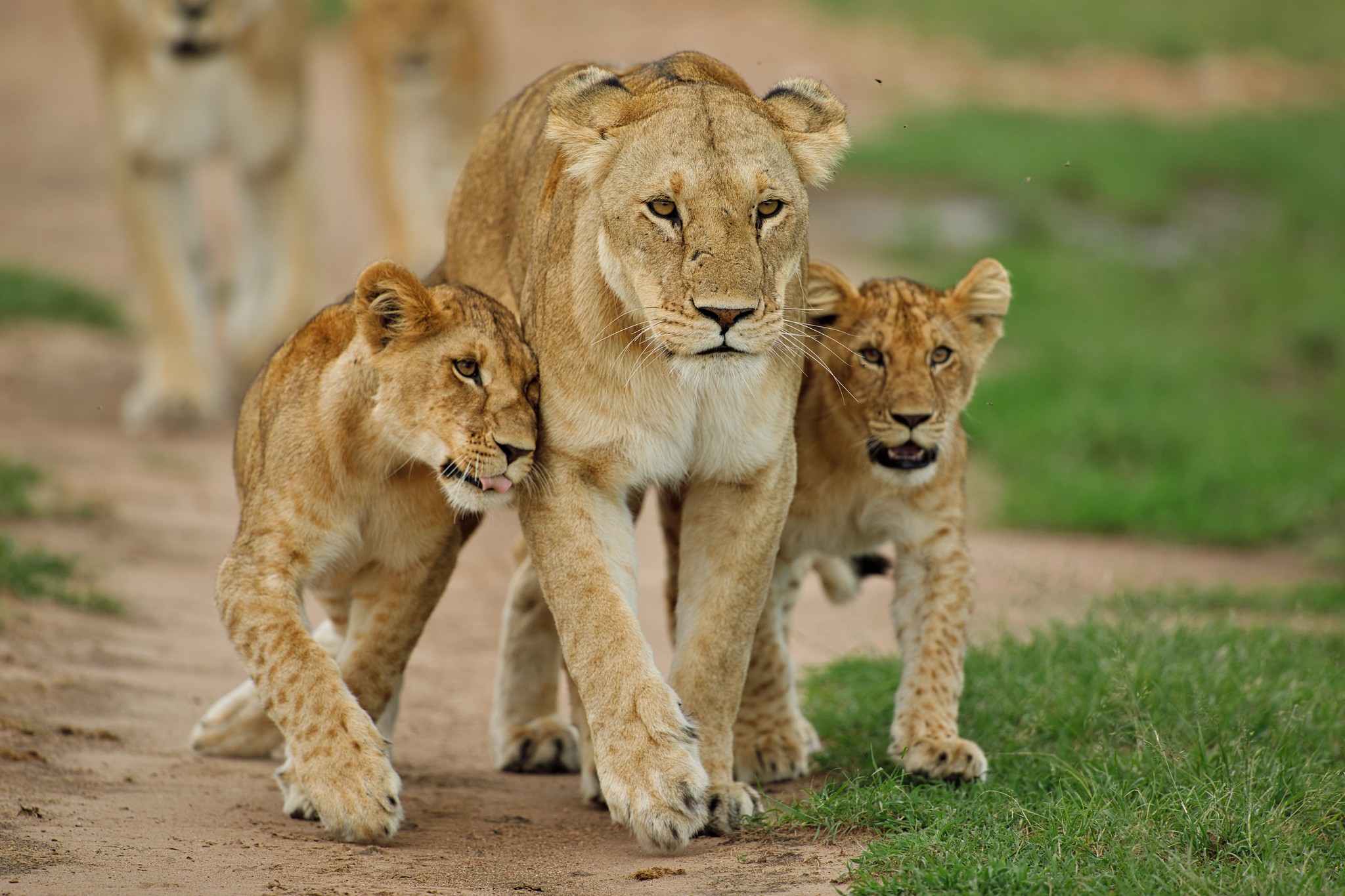 Lion with cubs - Masai Mara