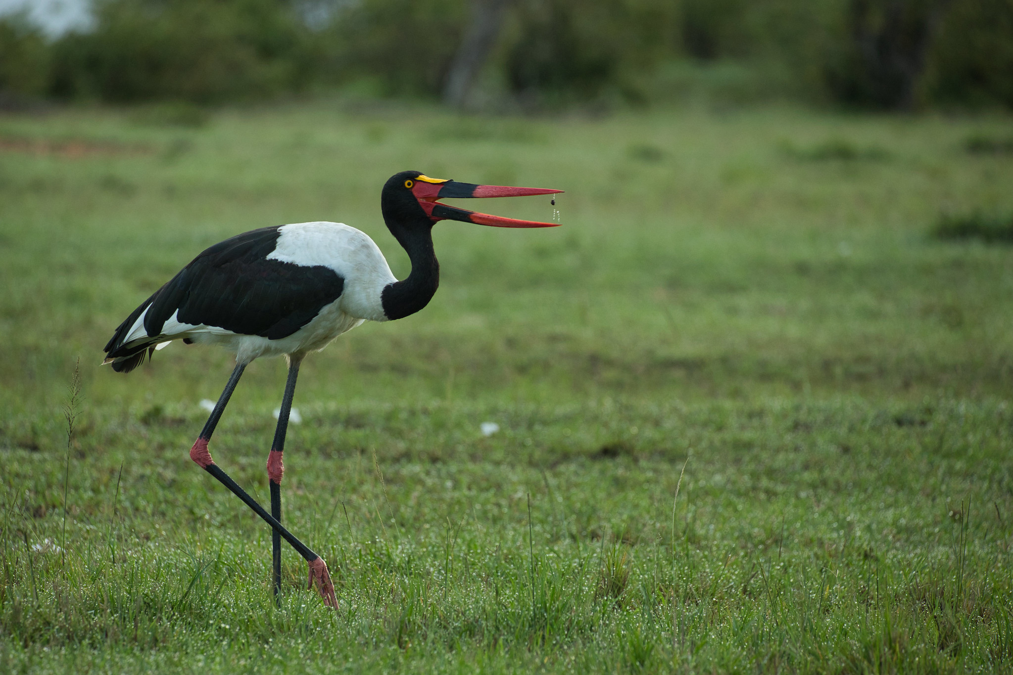 Saddle-billed Stork - Masai Mara