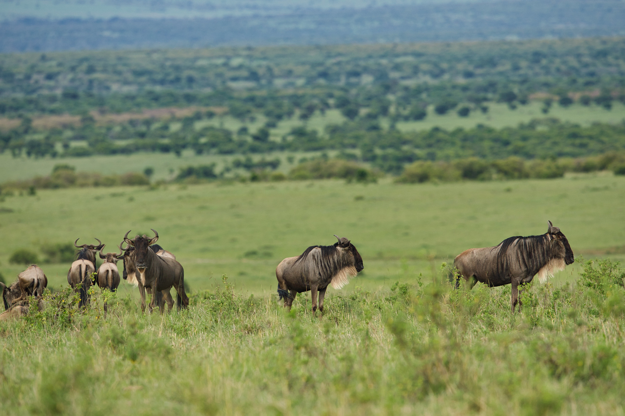 wildebeest - Masai Mara