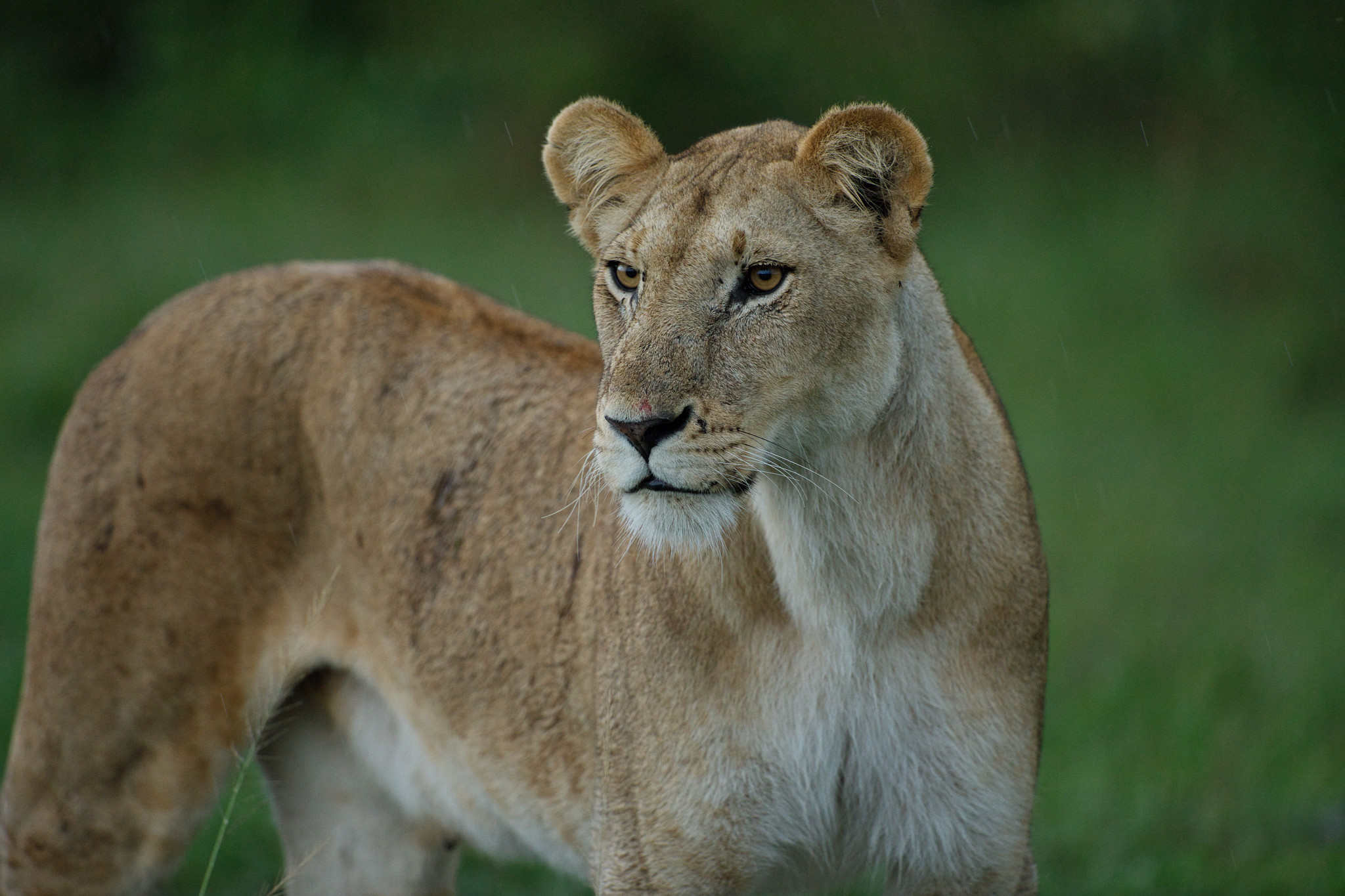 Lion - Masai Mara