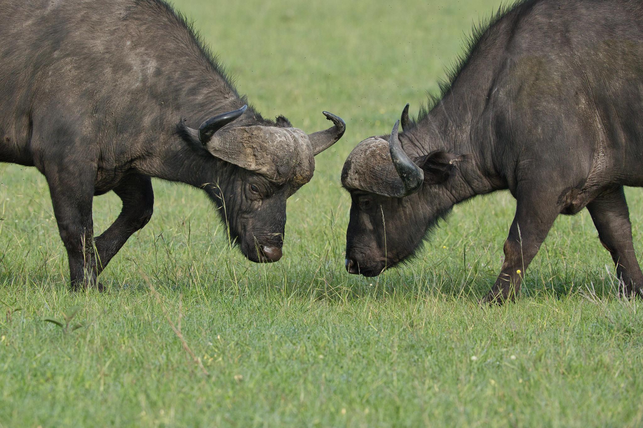 Buffalo - Masai Mara