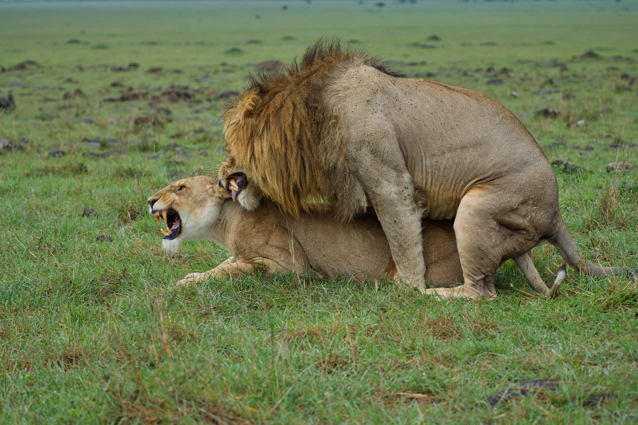 Mating lions - Masai Mara