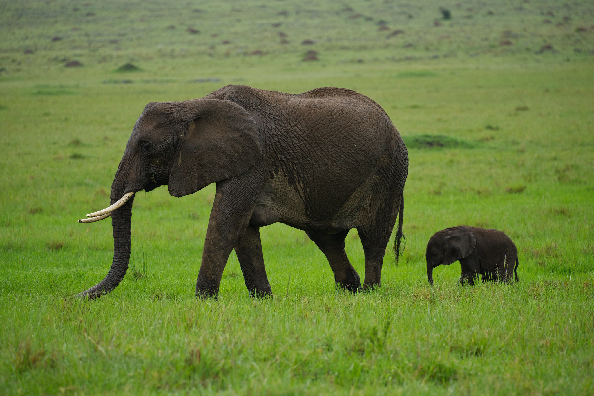 Elephants - Masai Mara