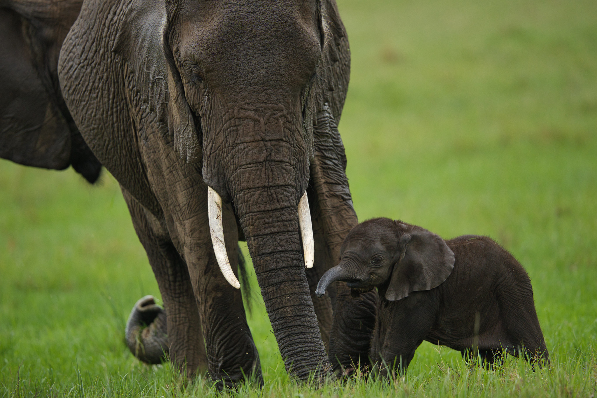 Elephants - Masai Mara