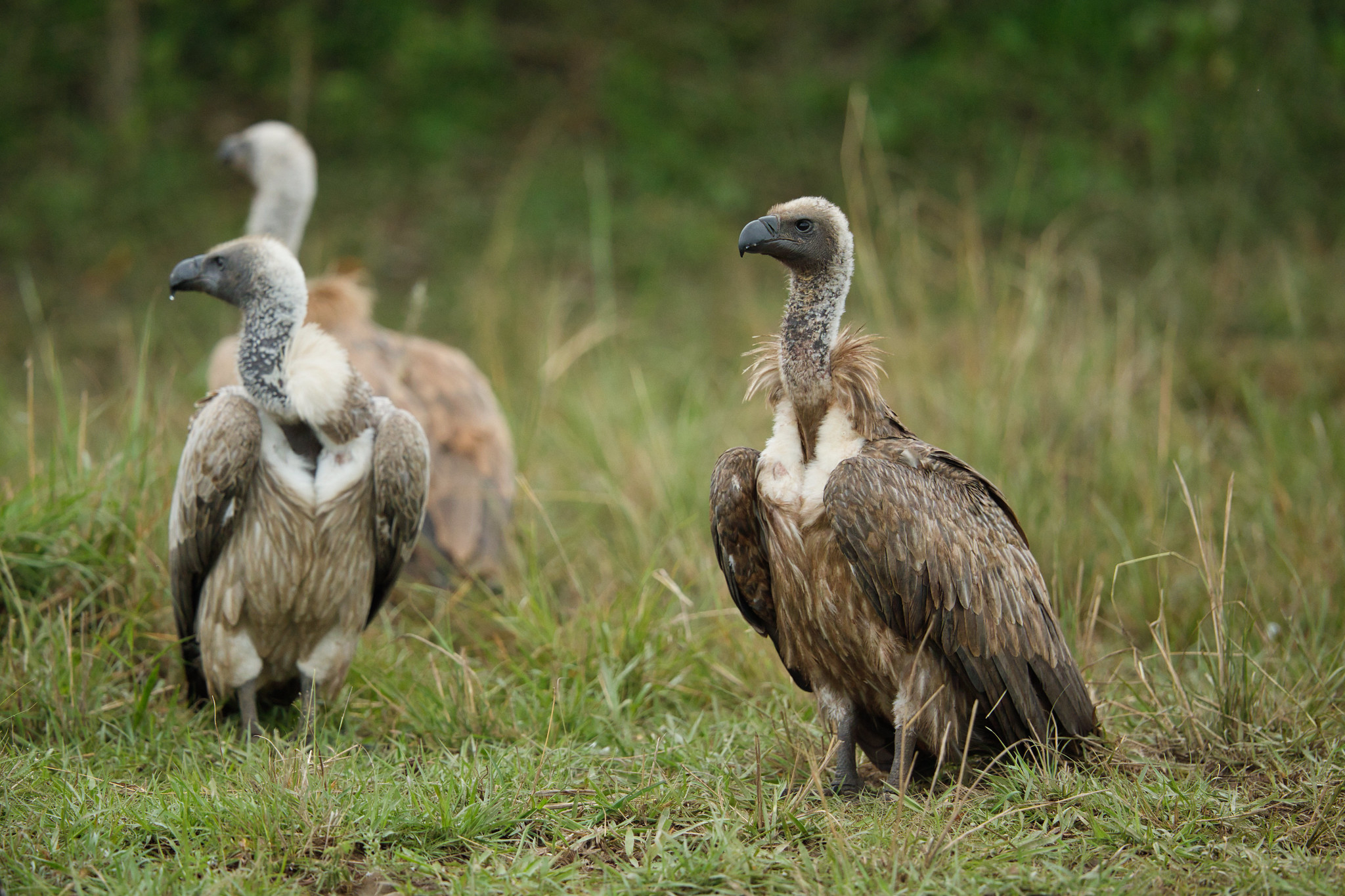 African White-backed Vulture - Masai Mara