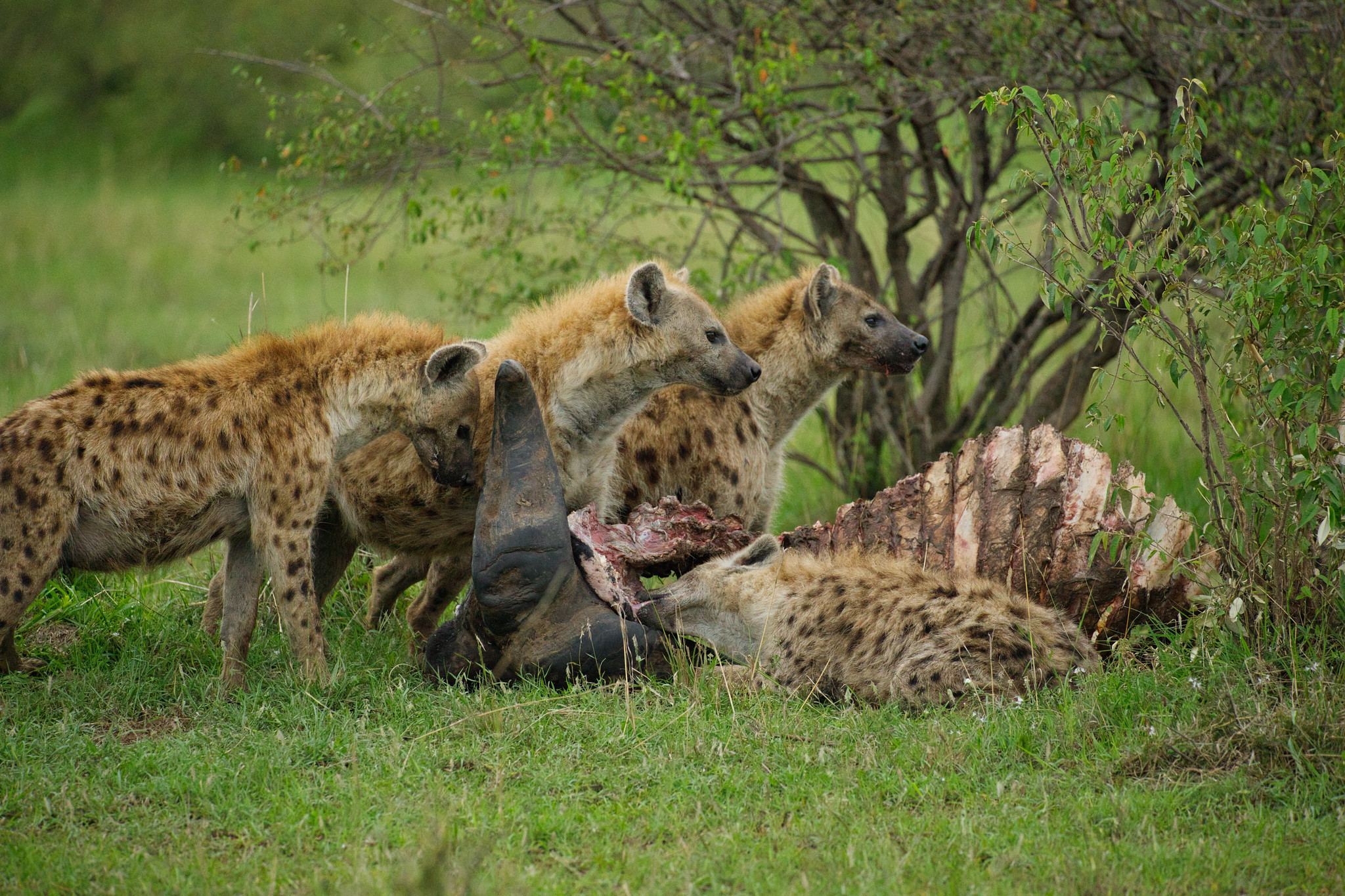 Hyenas - Masai Mara
