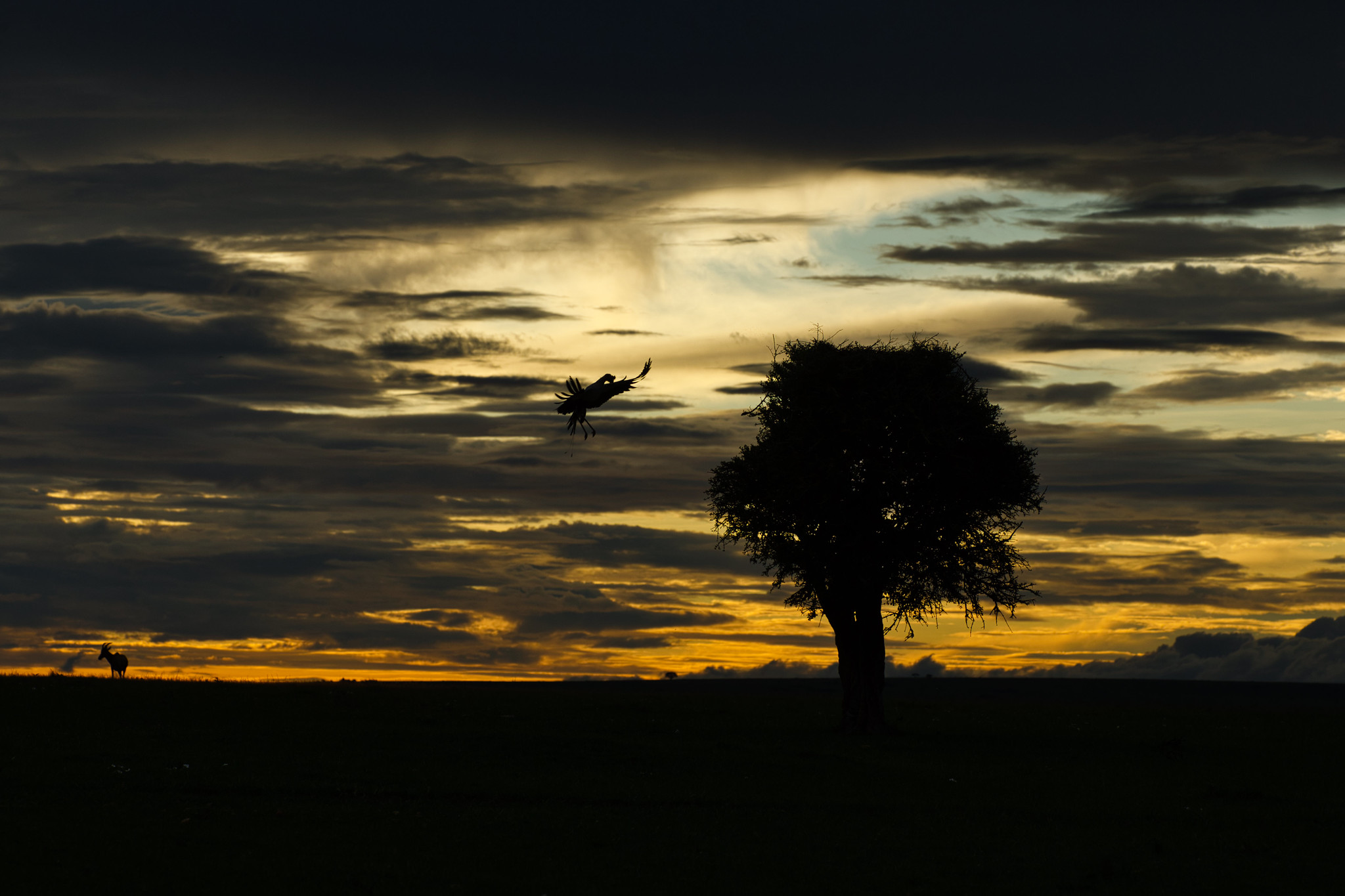 Secretary bird in sunset - Masai Mara