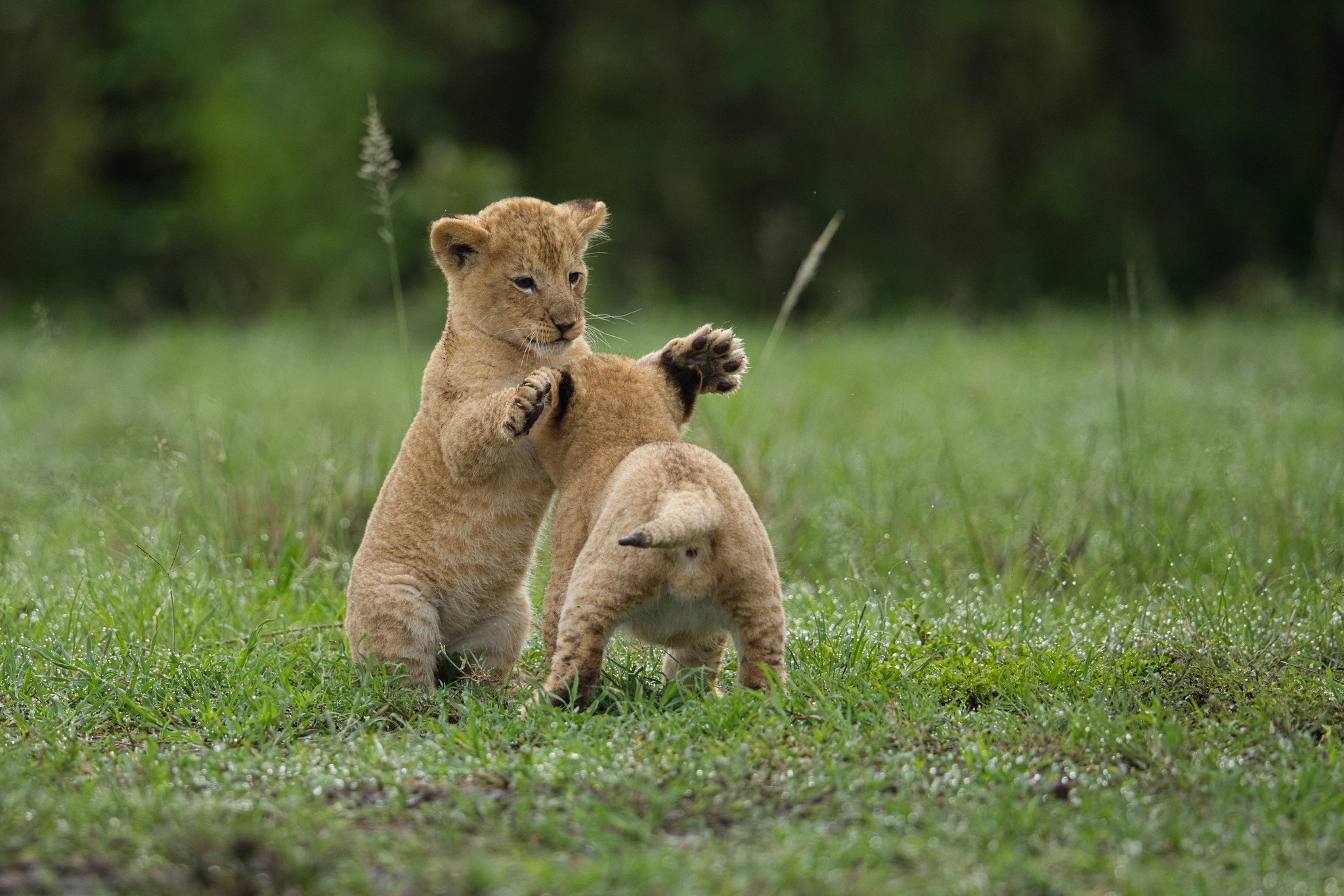 Lions - Masai Mara
