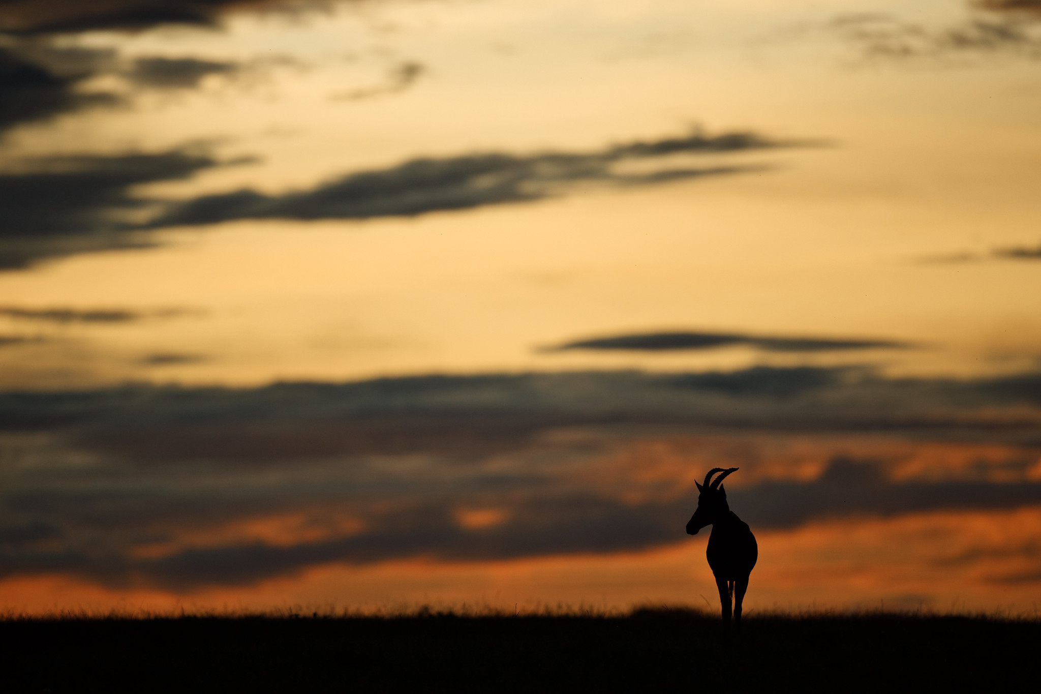 Sunrise - Masai Mara