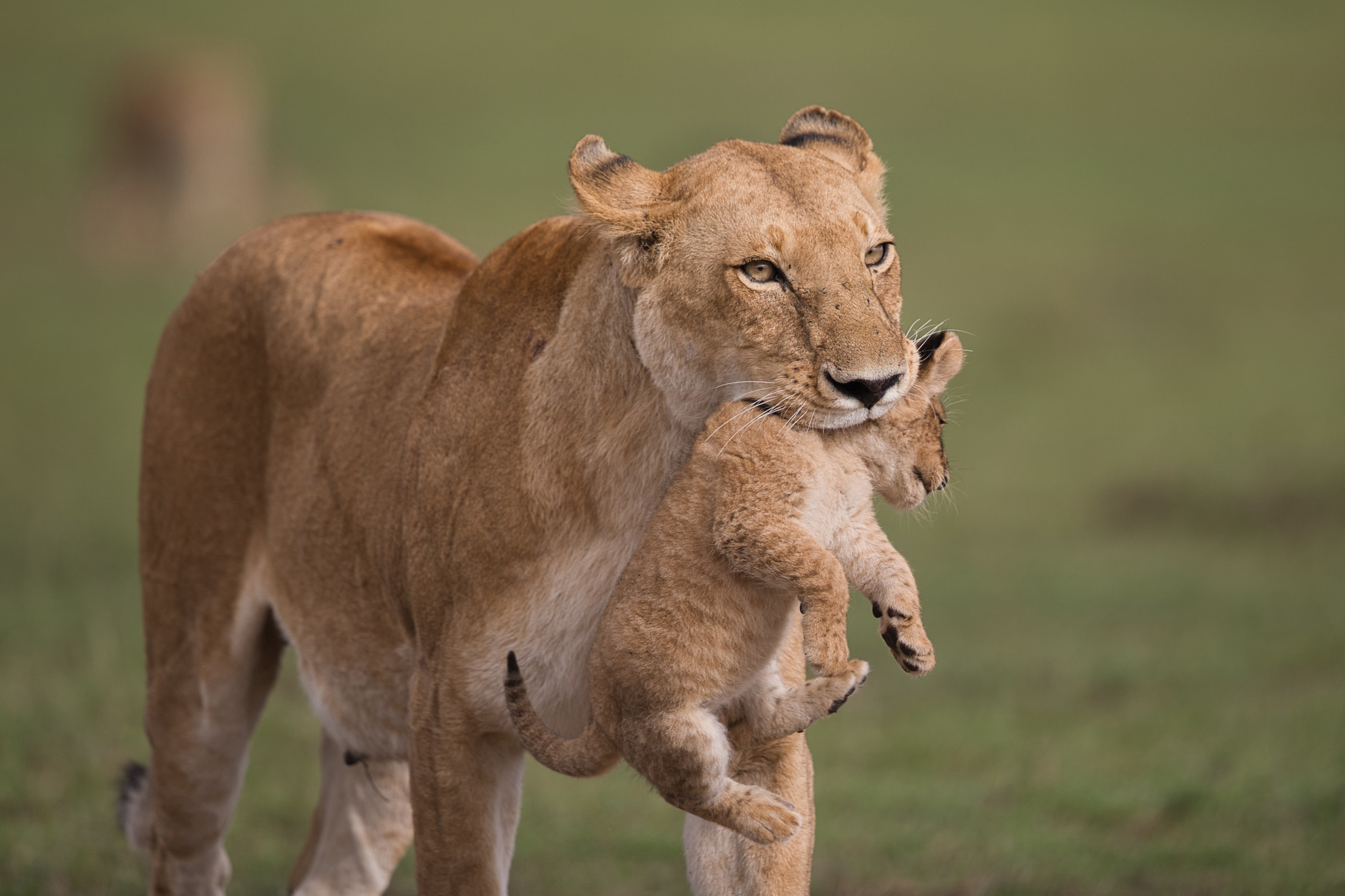 ion with cub - Masai Mara