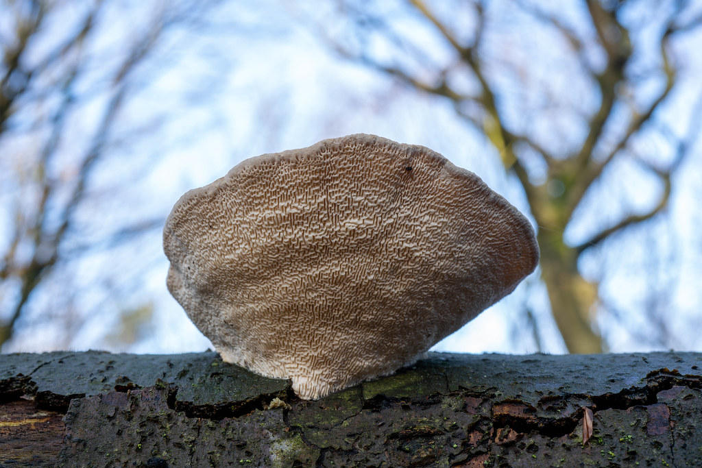 Maze mushroom (Daedalea quercina)