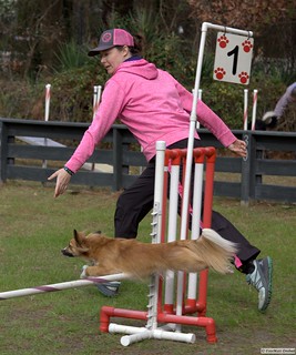 LCDA Agility Trial 19 JAN 2020 | Sunday is funday with LCDA … | Flickr