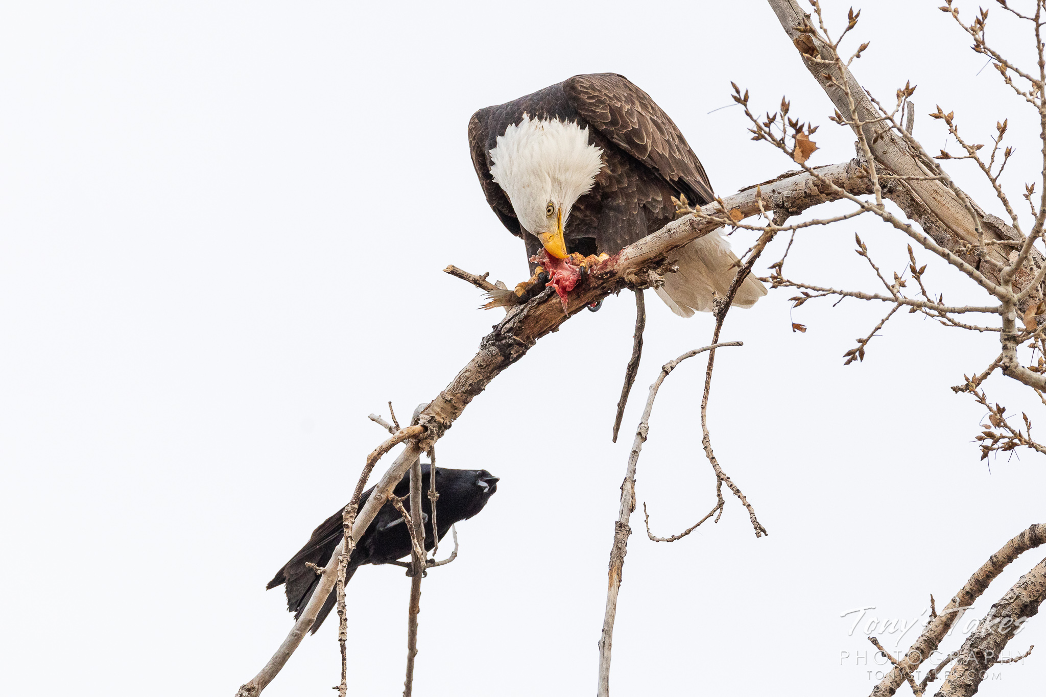 A bald eagle eats a fish while a crow makes a lot of noise. (© Tony’s Takes)