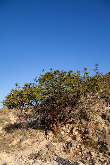arbre à encens, Boswellia sacra