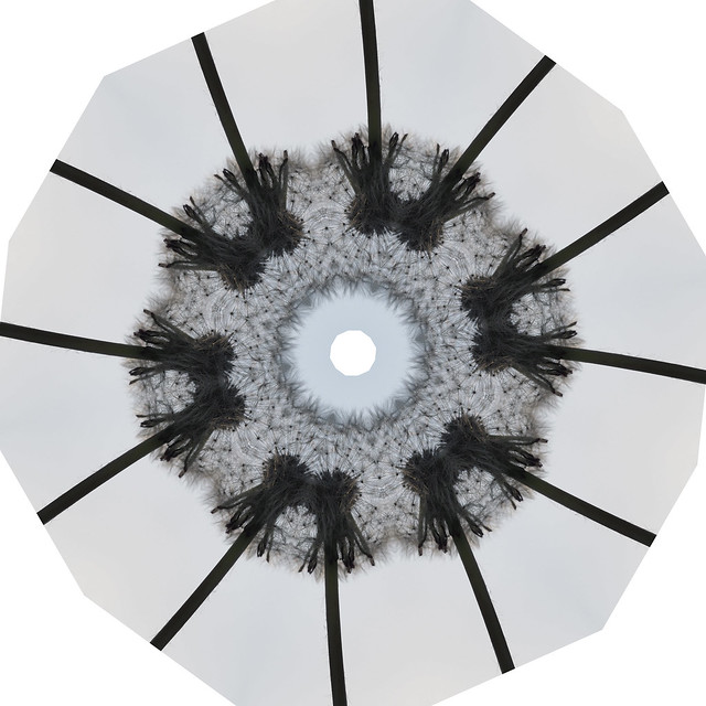 dandelion heads together symmetric illustration