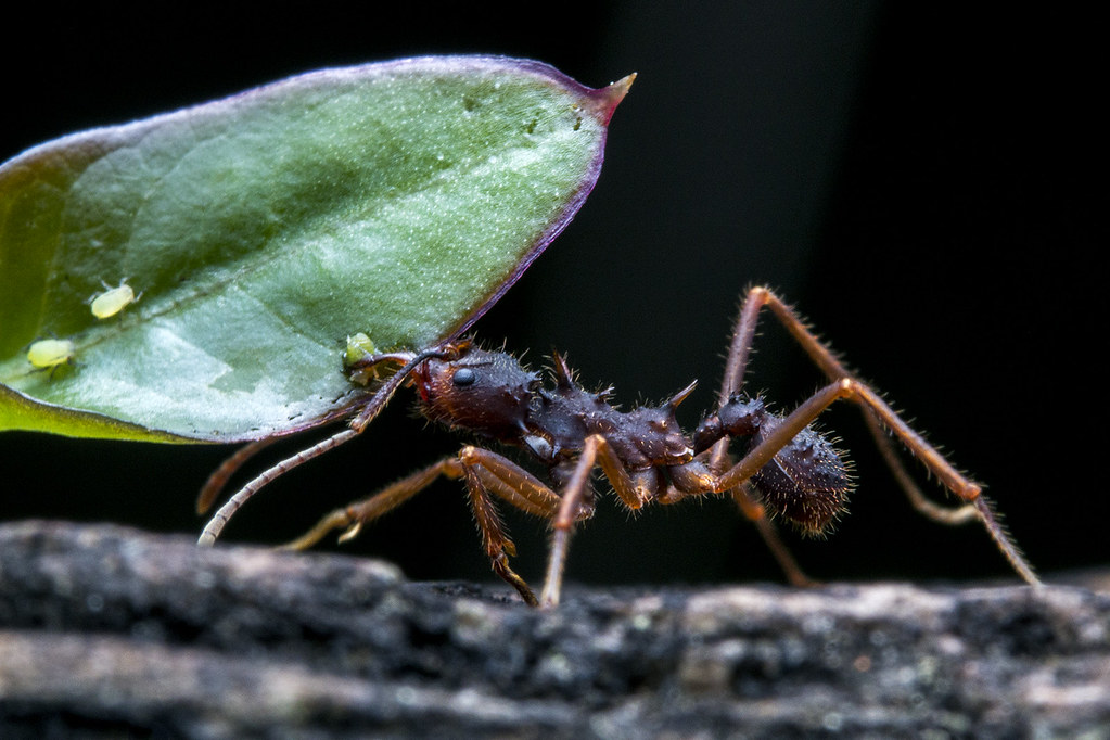 Acromyrmex, hormiga cortadora