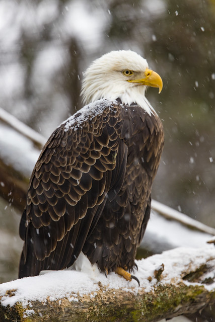 Eagle in the snow