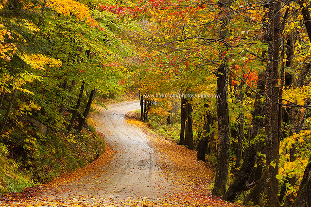 Into the Wood - Vermont in Autumn (Fall Foliage)