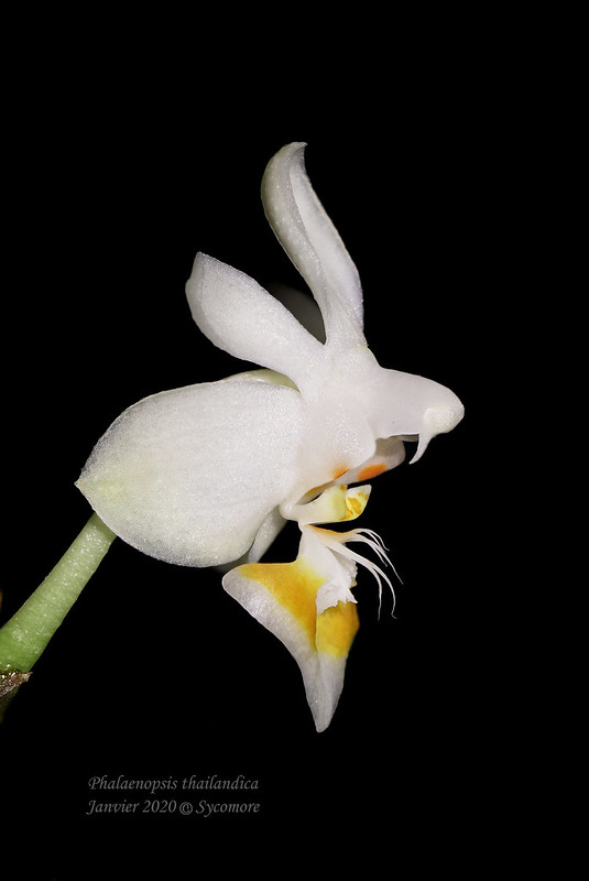 Phalaenopsis thailandica 49438517411_5e165c5d0e_c