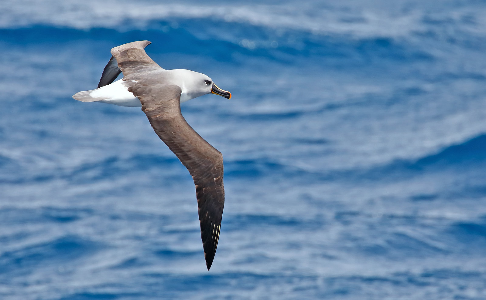 Grey-headed Albatross - adult