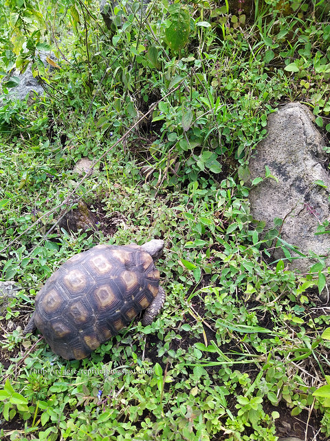 Bell's hingeback tortoise