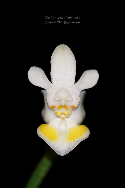 Phalaenopsis thailandica 49438738892_66992c802e_c