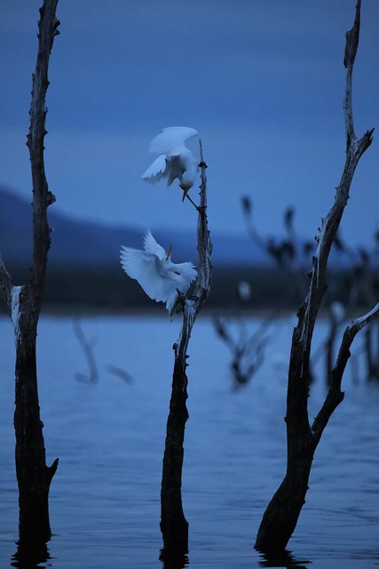 Egrets fighting at twilight