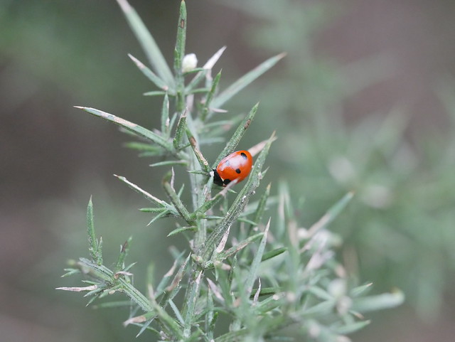 Seven spot Ladybird.