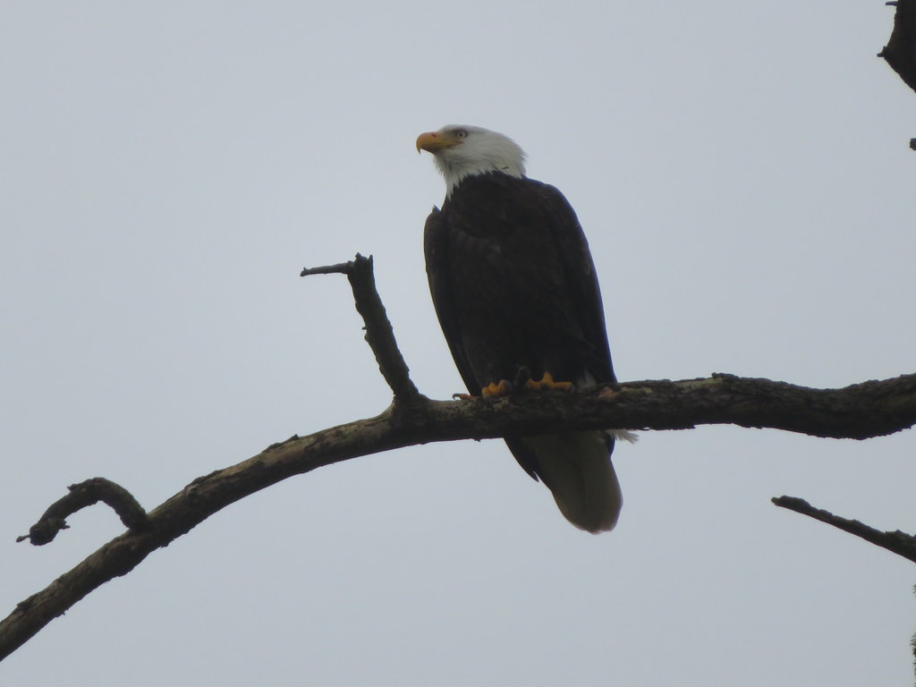 Eagle taken at Kye Bay