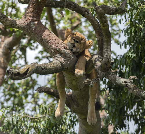 uganda queenelizabethnationalpark nationalpark lion treeclimbing