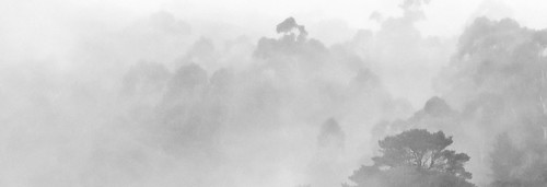 peter russell nikon d3500 warburton victoria australia landscape trees forest mist rain fog atmosphere bw monochrome grey yarra river valley
