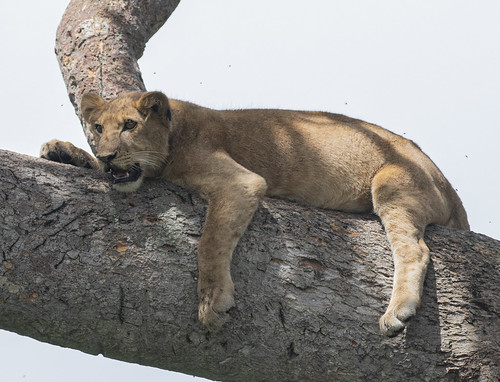uganda queenelizabethnationalpark nationalpark lion treeclimbing