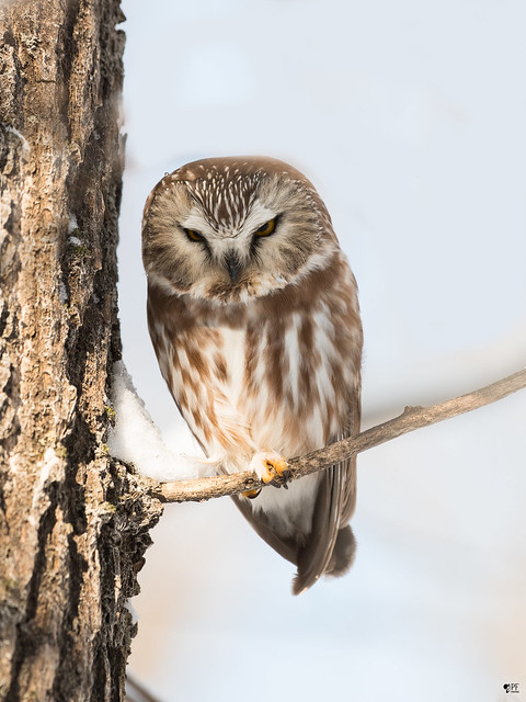 ''Lumière!'' petite nyctale-Northern saw-whet owl