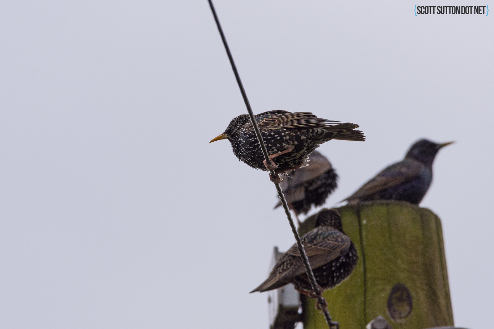 Starlings on a post