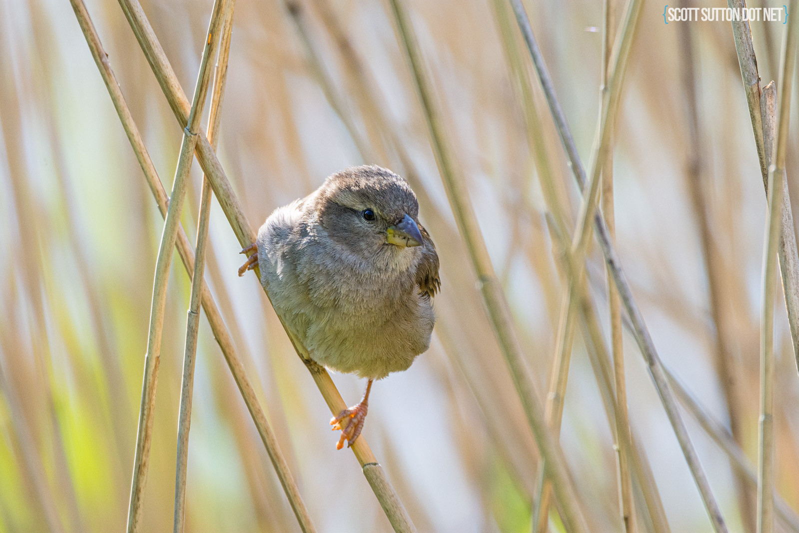 Young sparrow in reeds