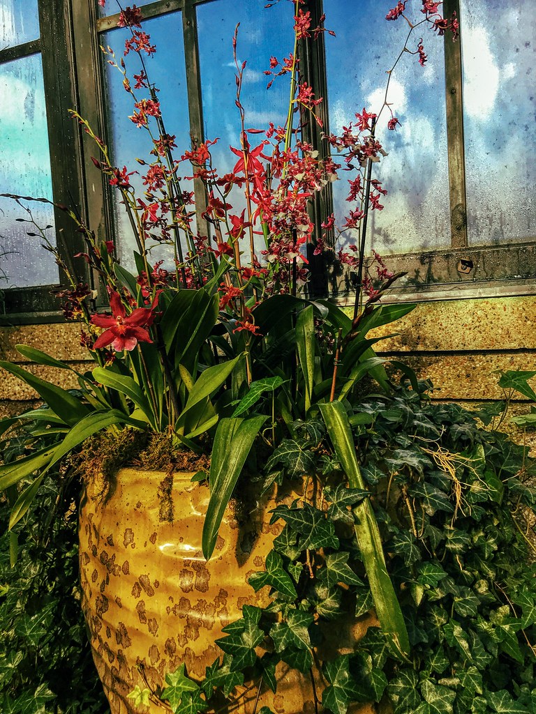 Longwood orchid festival