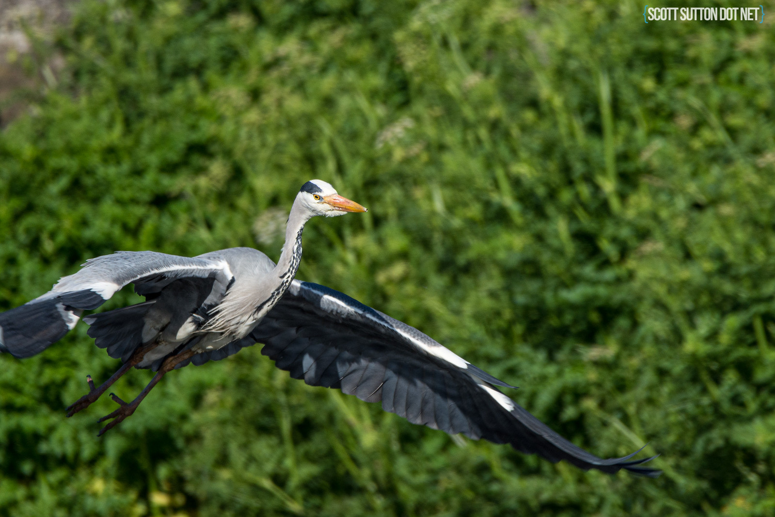 One of the local Herons