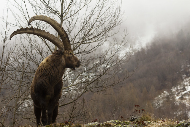 Stambecco delle Alpi - Capra ibex L.
