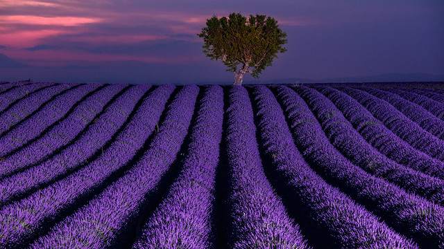 Lavendel Fields illuminated !!