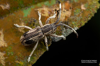 Longhorn beetle (Apatelarthron heteroclitum) - DSC_3192