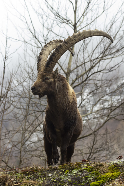 Stambecco delle Alpi - Capra ibex L.