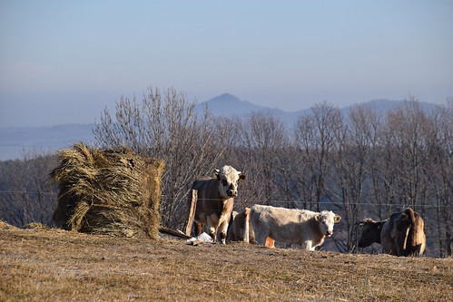 cows animals mountains hills winter sunny pasture meadow landscape view volcano klecza wleń lenno lowersilesia dolnyśląsk polska poland radomice