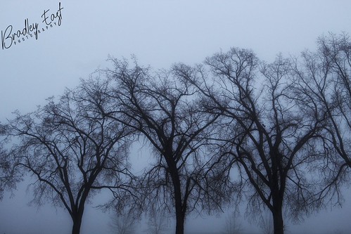 Fog Treeline | by bradleyeastphotography