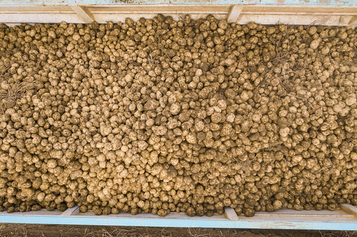 potatopotatoharvest usdadepartmentofagricultureusdepartmentofagriculture