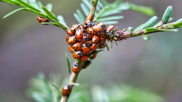 Ladybug cluster!