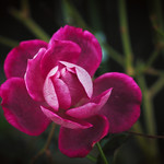 burgundy  rose