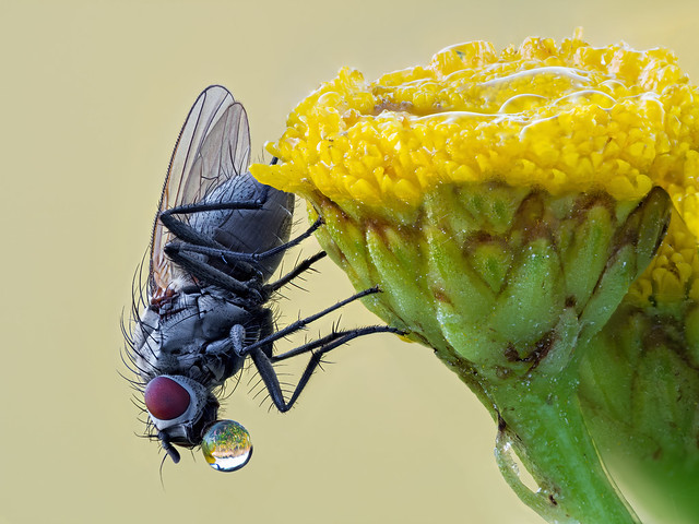 Fliege - fly