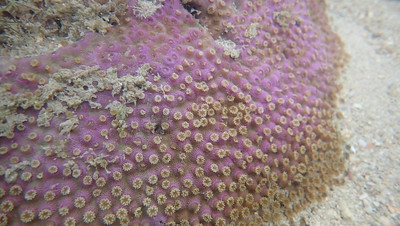 Pebble coral (Astreopora sp.) stressed