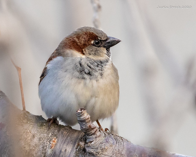 Sparrow Portrait